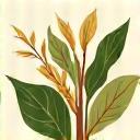 Image representing Ayurvedic herbs.